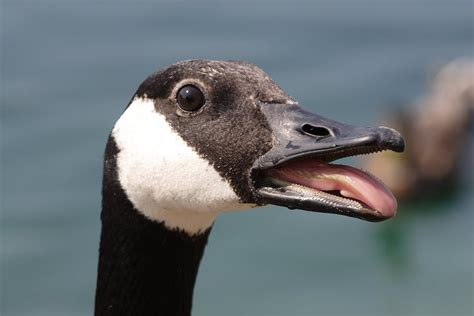 This Goose Is Actually Terrifying Look At Those What Teeth And That Goddamn Tongue Pics