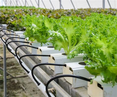 Hydroponic Cultivation Systems Agribusiness Education And Research