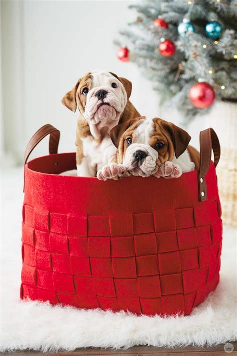 13 Ridiculously Cute Holiday Pet Photo Ideas Thinkmakeshare