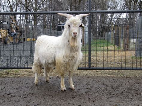 Liberty Farm Cashmere Goats Past And Present Bucks Breeding Goats