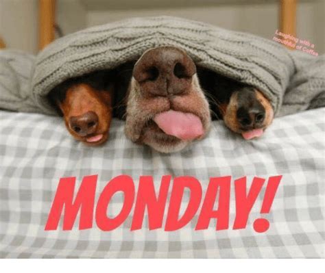 Monday Dogs Meme Goedemorgen Spreuken Maandag