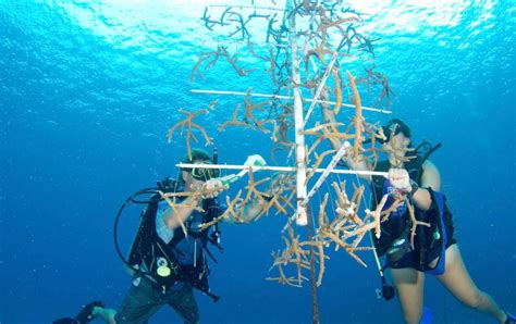 coral nurseries thrive in grand cayman waters cayman compass