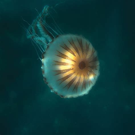 Compass Jellyfish Wildderrynane