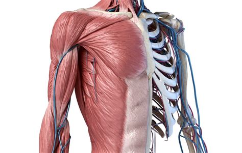 Dolori Intercostali Al Petto Lato Sinistro E Destro Cause Sintomi E