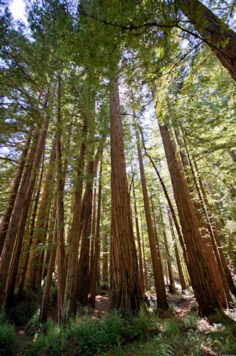 Where Are There Redwoods In California Nanditama Reswara