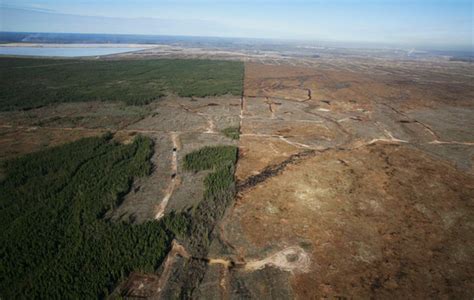 Canada Surpasses Brazil As Global Leader In Deforestation The Common
