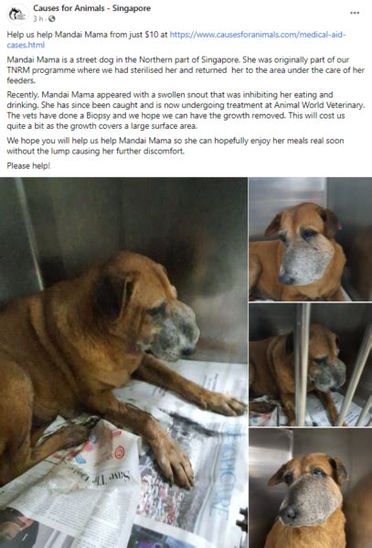 Dog Has Trouble Eating Due To Swollen Snout Spore Welfare Group Seeks
