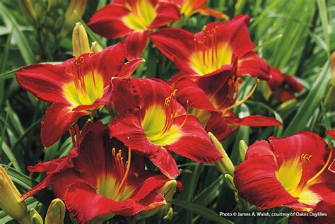 Best Long Blooming Daylilies Day Lilies Daylilies Fall Plants