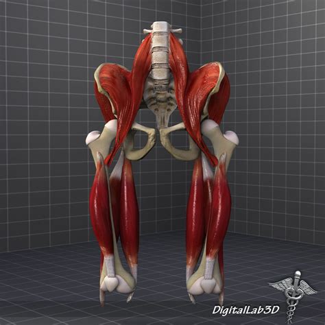 It is the most complete reference of human anatomy available on web, ipad, iphone explore over 6700 anatomic structures and more than 670 000 translated medical labels. DigitalLab3d: Pelvic Muscle Group