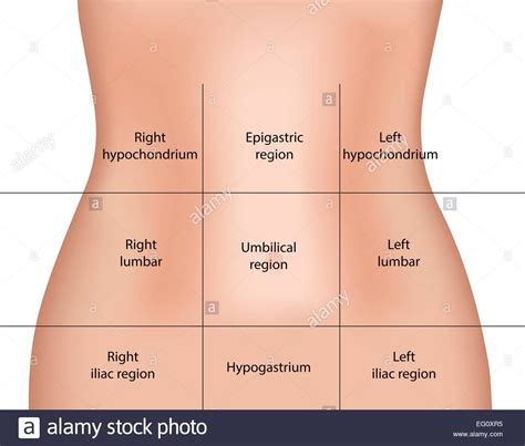 The abdominal quadrants are formed by two planes. Abdominal regions | Abdominal, Region, Medicine notes