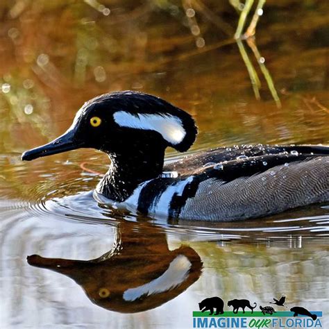 Hooded Merganser Imagine Our Florida Inc