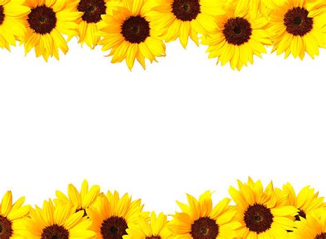 Royalty Free Sunflower Border Pictures Images And Stock Photos Istock