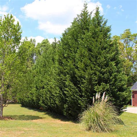 Green Rocket Leyland Cypress Trees For Sale