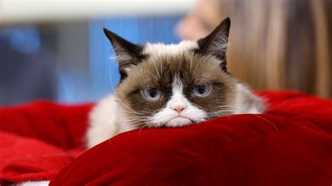 grumpy cat internet celebrity with a piercing look of contempt is dead at 7 the new york times
