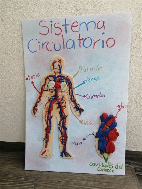 Sistema Circulatorio Maquetas Con Plastilina Sistema Circulatorio