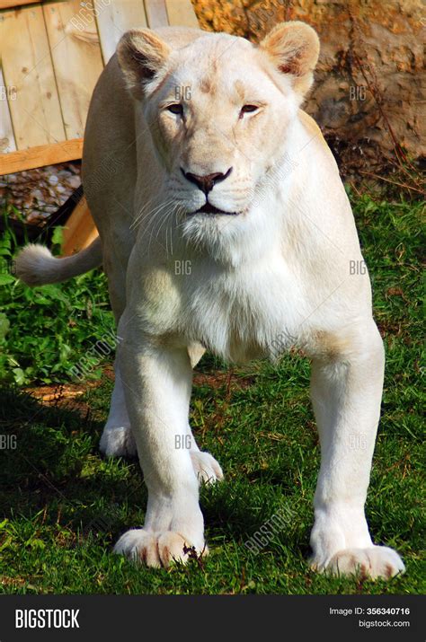 Female White Lion Rare Image And Photo Free Trial Bigstock