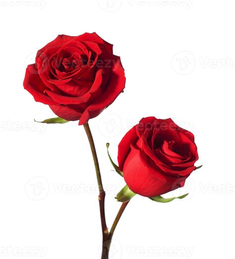 Two Red Rose Isolated On White 854988 Stock Photo At Vecteezy