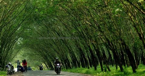 Pagi ini akan kita share foto prewedding di surabaya untuk k & c. Kebun Karet Dekat Karang Anyar : Tempat Kekinian Paling hit Di Lampung Awal Tahun 2016 ...