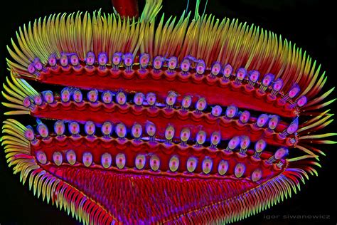 Tiniest Creatures Captured Using Laser Scanning Microscope Demilked