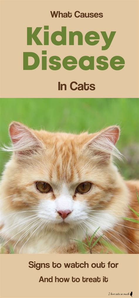 Signs Of Cat Labor Distress Cat Meme Stock Pictures And Photos