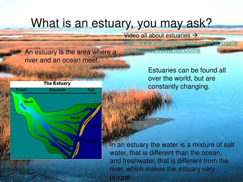 Ppt Estuaries Powerpoint Presentation Free Download Id1447898