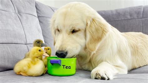 Golden Retriever Has A Tea Party With Baby Ducklings Try Not To Laugh