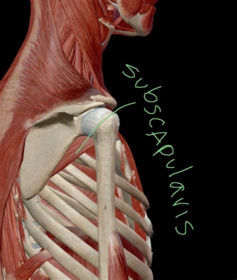 Subscapularis The Armpit Muscle — Victory Performance