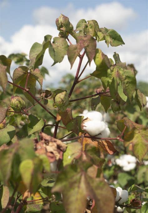 Cotton Plants Grow High Deep South Agriculture Usa Stock Image Image