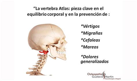 153 atlas vertebra premium high res photos. La vértebra atlas: pieza clave en la prevención de ...