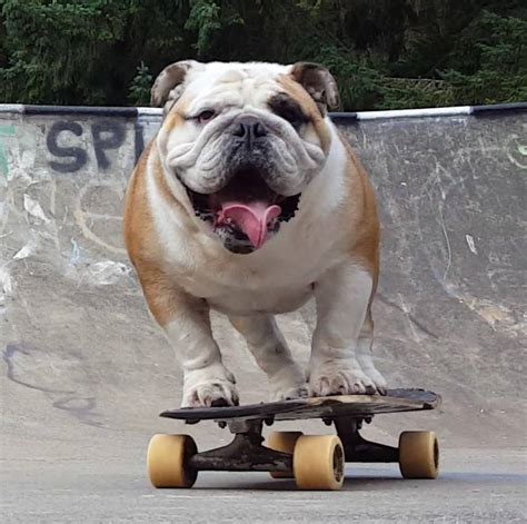 Are Bulldogs The Only Dogs That Can Skateboard