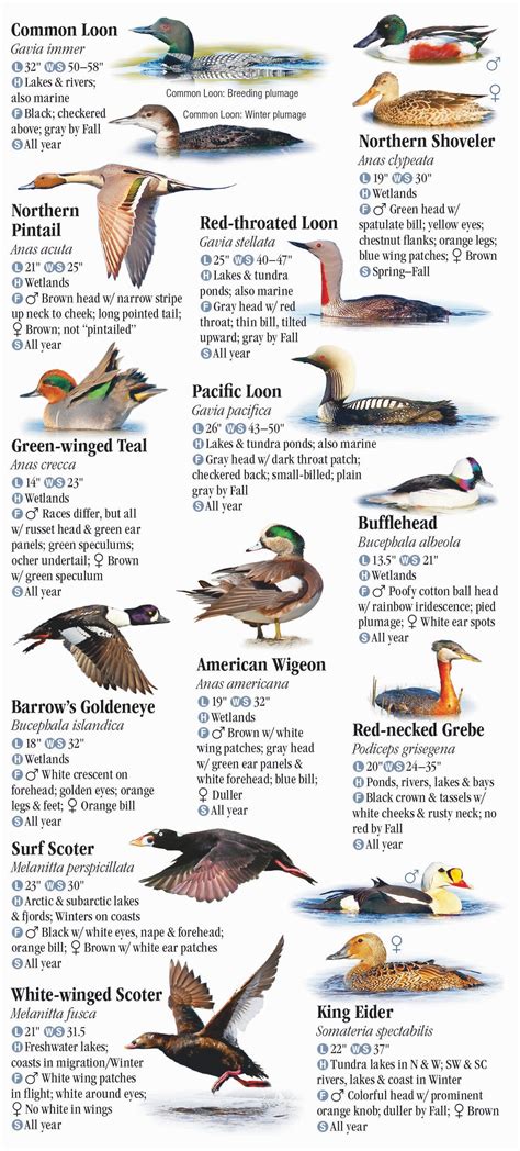 Birds Of Alaska Quick Reference Publishing Retail