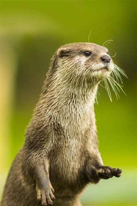 Pin By Martha Watson On Otters Otters Otters Cute River Otter