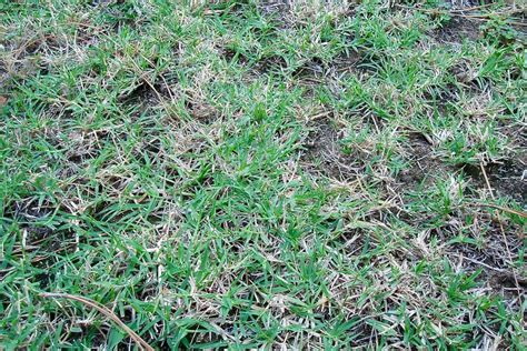 How To Kill Crabgrass In Your Lawn Naturally Dengarden