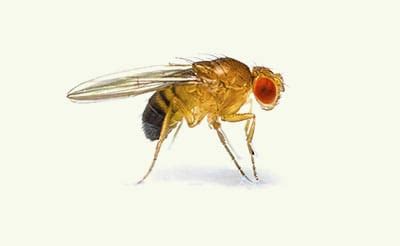 Utica (/ˈjuːtɪkə/ (listen)) is a city in the mohawk valley and the county seat of oneida county, new york, united states. Fruit Fly Exterminators | Satisfaction Guaranteed ...