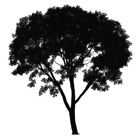 Tree Silhouette Stock Vector Illustration Of Object 13624898