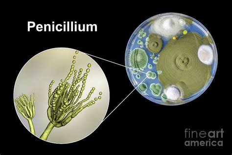 Penicillium Fungus Photograph By Kateryna Konscience Photo Library