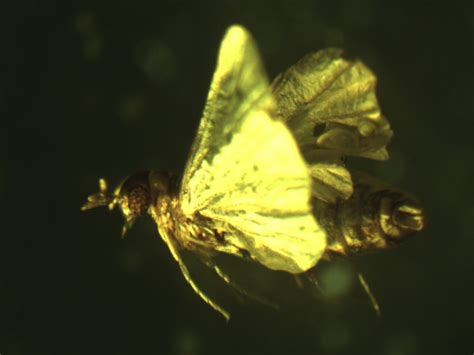 Strepsiptera In Baltic Amber Twisted Wing