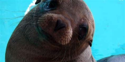 Seaworld Busy Saving Sea Lion Pups Awesome Ocean