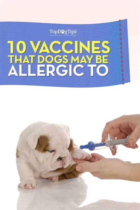 10 Vaccines That Dogs May Be Allergic To Top Dog Tips