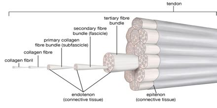Tendon - Assignment Point