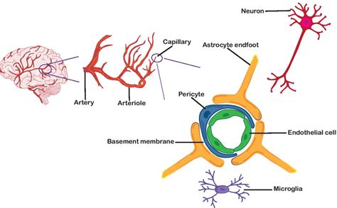 Cellular Constituents Of Bloodbrain Barrier Called Neurovascular