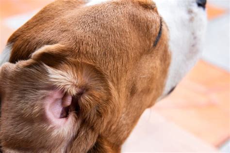 Ear Mites In Dogs Great Pet Care