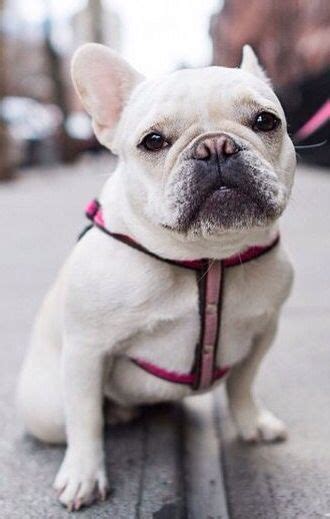 Frenchie Girl Cute Animals Cute Dogs Animal Lover