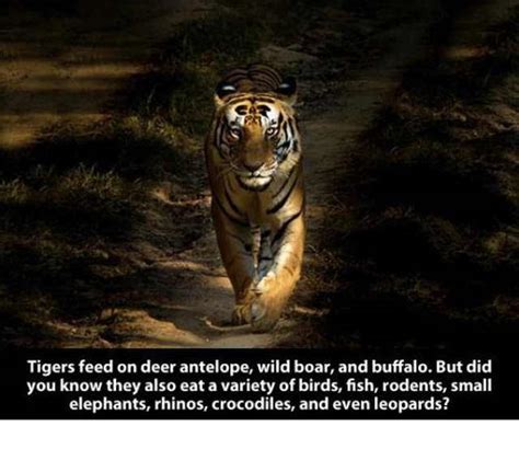 22 Fascinating Facts About The Tiger