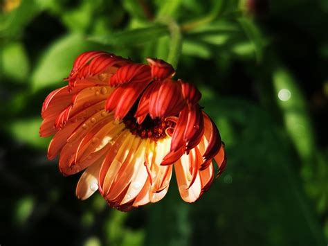 Marigold Calendula Blossom Free Photo On Pixabay