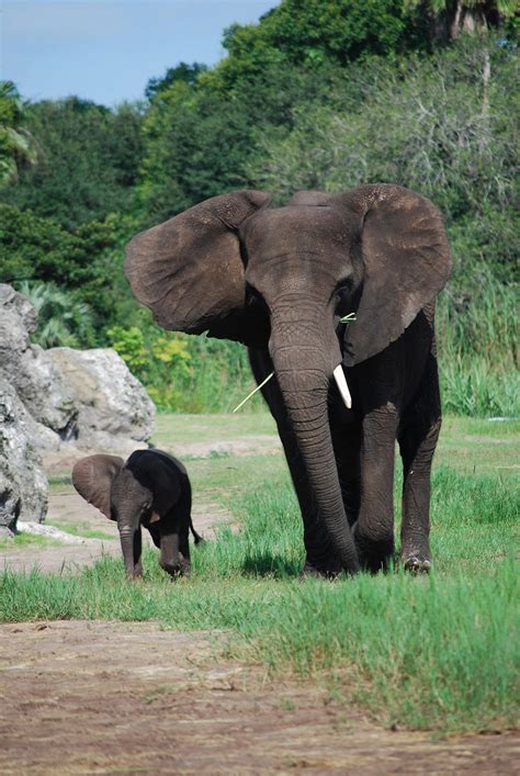 Wildlife Wednesdays Baby Elephant Joins Herd On Savanna