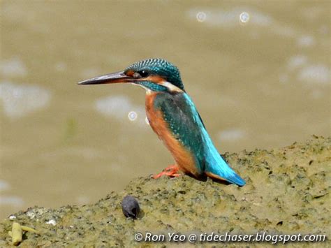 The Tide Chaser Kingfishers Rollers Bee Eaters