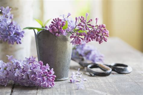 15 Beautiful Lilac Varieties