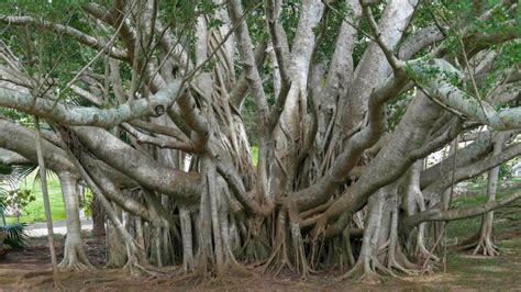 The Mighty Banyan Tree Can Walk And Live For Centuries Howstuffworks