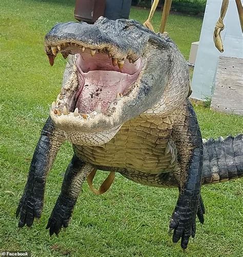 Hunters Capture Enormous 700lb Alligator Measuring A Record Breaking